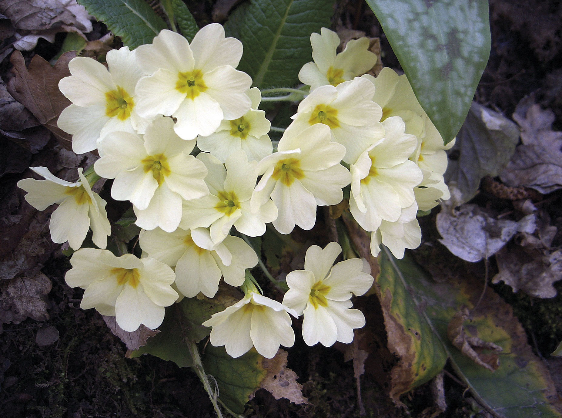 Flora del Veneto, Primula (Primula vulgaris).